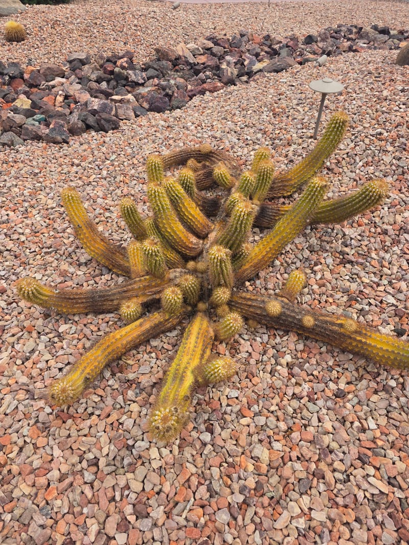 Sprawling cactus with yellowing stems in a gravel yard with landscape rock and a garden light
