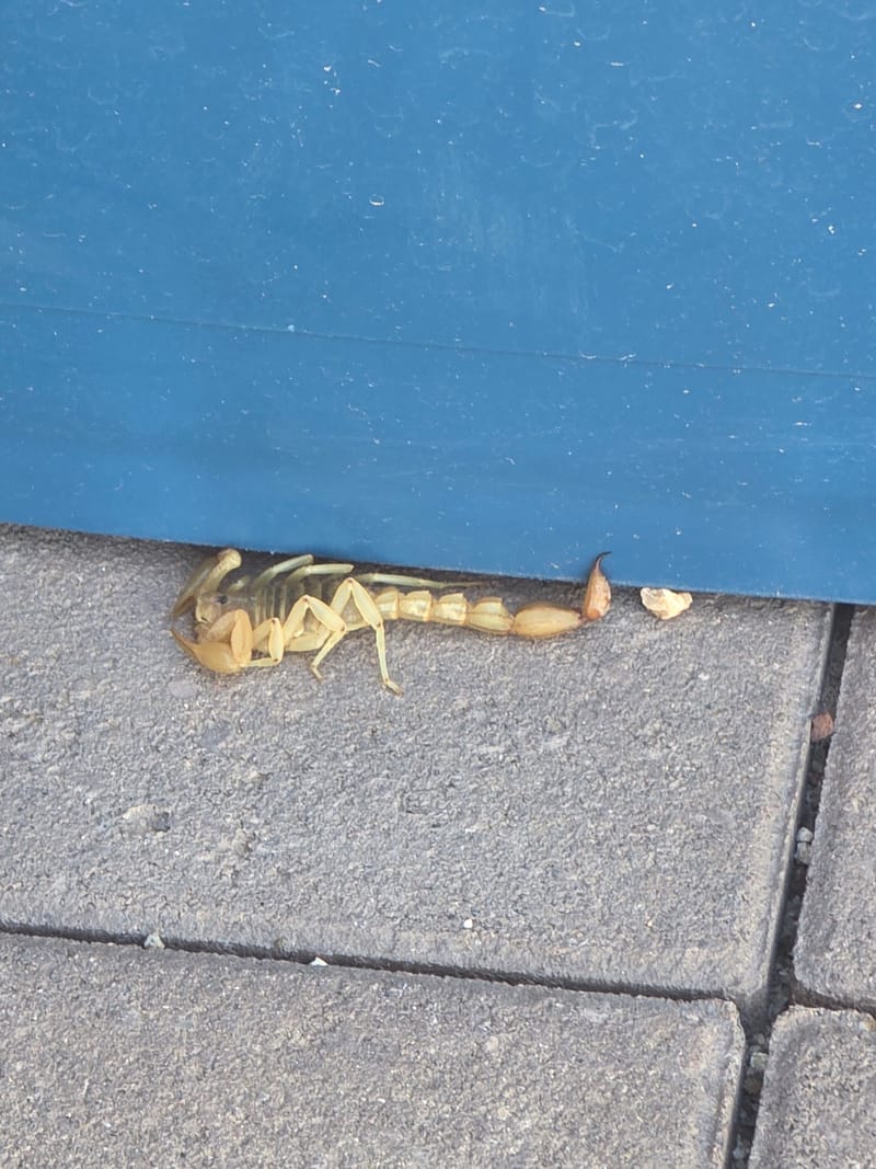Scorpion resting under the edge of a door on a paver walkway